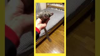 Baby Galago jumping galago eating shorts galago galagoplum  cute animals cute [upl. by Adelia]