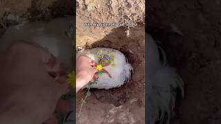 Funerary Process For My Pet Chicken shorts chickens funereal rubbereggs hope [upl. by Elockin]