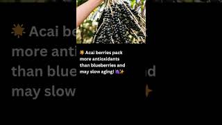 Acai Berry The Anti Aging Superfood You Need to Know facts shorts [upl. by Aivonas]