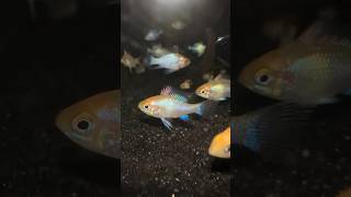 Electric blue rams ramirezi aquarium fishtank aquascape fish pets viralvideo [upl. by Atinhoj]