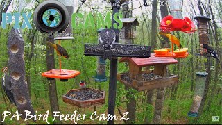 PixCamscom PA Bird Feeder 2 Live Stream [upl. by Aiekahs797]