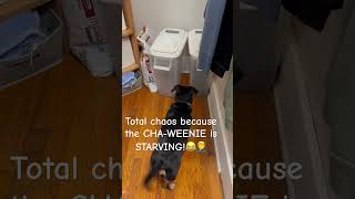 The Starving CHAWEENIE afvfunniestvideos doglover lolclips dogshorts doglife petlovers [upl. by Polito]