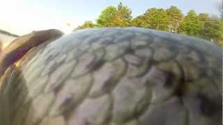 CAPE COD CANAL 37lb BASS CATCH AND RELEASE [upl. by Uzia457]