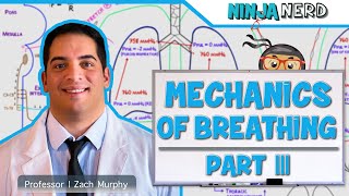 Respiratory  Mechanics of Breathing Expiration  Part 3 [upl. by Idolah500]