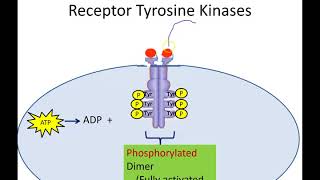 Receptor Tyrosine Kinases Newer Version [upl. by Aihsema110]