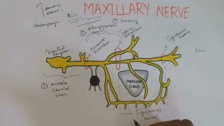 Maxillary nerve in tamil [upl. by Imelda]