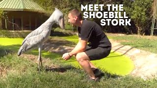 Meet The Shoebill Stork Balaeniceps Rex  Drive 4 Wildlife [upl. by Annabelle695]