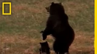 Wolves vs Grizzly Bears  National Geographic [upl. by Horlacher606]