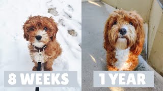 Cavapoo Puppy Growing Up  8 Weeks to a Year [upl. by Kohn459]