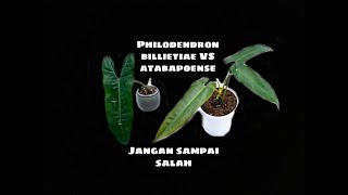 PHILODENDRON BILLIETIAE VS PHILODENDRON ATABAPONSE [upl. by Reinold641]