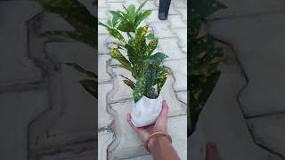 Croton plant care tips gardening croton plants [upl. by Aicsila]