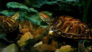 Red Eared Sliders Mating Ritual [upl. by Yanrahs593]