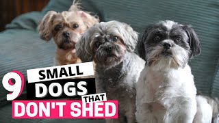 9 Small Dog Breeds that Shed the Least [upl. by Eire]