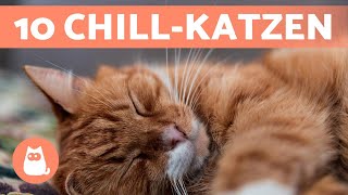 Top 10 RUHIGSTE KATZENRASSEN 🐱 Die Chilligsten Katzen [upl. by Shreeves]