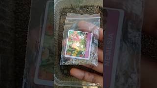 How to grow nemesia from seeds shorts plants [upl. by Sumaes]