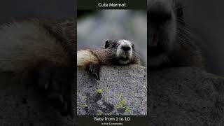 07 Cute Marmot [upl. by Teece]