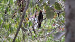 PimentãoSaltator fuliginosus  Blackthroated Grosbeak [upl. by Gaughan]