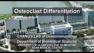 기초연구실험 Osteoclast Differentiation [upl. by Haveman477]