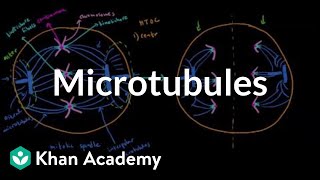 Microtubules  Cells  MCAT  Khan Academy [upl. by Victor]