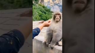 MONO ENOJADO SE ASQUEA monkey cartoon animals funny foryou trendingshorts comedy trend [upl. by Ardy486]