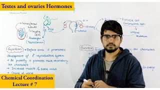 Gonads and their Hormones [upl. by Russel]