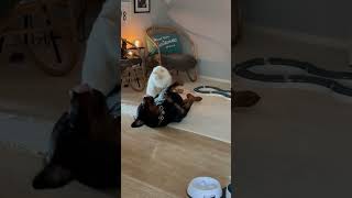 Ragdoll Cat Gives Rottweiler His Daily Massage [upl. by Olraced]