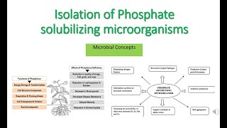 Isolation of Phosphate Solubilizing Bacteria Microbes  MSc microbiology practical series  PSMPSB [upl. by Ayian]