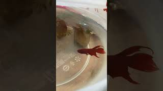 Betta Making Bubble nest for breeding 💝 bettafish betta aquarium fish [upl. by Richara]