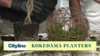 DIY kokedama planters [upl. by Stavros]