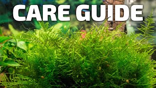 How to Care for Java Moss  Perfect Plant for Breeding Fish [upl. by Elyse287]