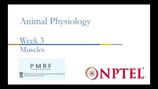 Muscles PMRFNPTEL Session Animal Physiology Week 3 [upl. by Adnoved325]