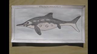 My drawings fossil marine taxa [upl. by Atenahs]