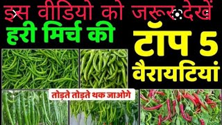 New mirch 078 ki kheti  TOP 5 hybrids variety  Hybrid mirch ki kheti  मिर्च की खेती इस प्रकार [upl. by Eram]