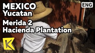 【K】Mexico TravelYucatan멕시코 여행유카탄메리다 하시엔다 노예노동 역사Merida 2 Hacienda PlantationSotuta de Peon [upl. by Jacquet]