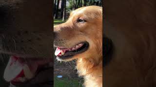 pirozz explore goldenretriever nais nature biutiful belakoba lavlog explore [upl. by Talyah]