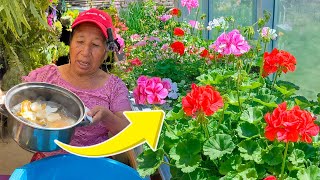 COMO HACER ABONO CASERO para las plantas del JARDIN  como hacer abono de frutas y cascaras de huevo [upl. by Leamaj]