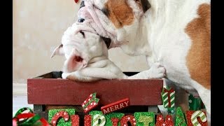 Bulldog Puppy Fights Mom and WINS [upl. by Ellehsram]