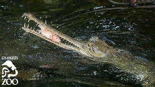 Gharial Feeding at the LA Zoo 🐊 [upl. by Mayda329]