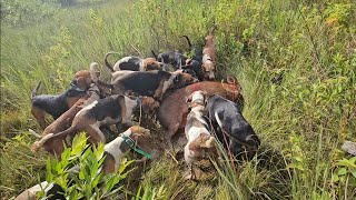 3 Porcas muito Gordas  Cães de Caça [upl. by Monro]