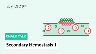 Secondary Hemostasis  Part 1 Coagulation Cascade [upl. by Godderd]