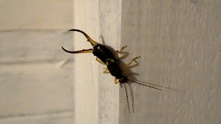 Earwig  Forficula auricularia  Szczypawica  Skorek pospolity [upl. by Ajroj]