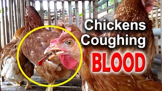 ILT Symptoms in Chickens Infectious Laryngotracheitis Poultry Diseases poultry farming [upl. by Nemra]