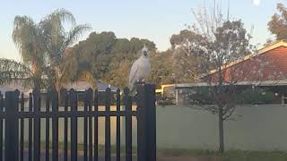 Sulphurcrested cockatoo [upl. by Dhiren591]