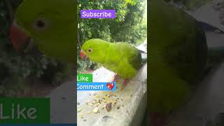 parrot parrotlover talkingparro birds parrotentertainment parrottalking mittoo [upl. by Abie107]