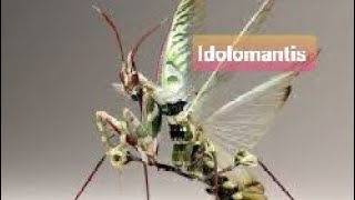 Idolomantis [upl. by Noyahs]