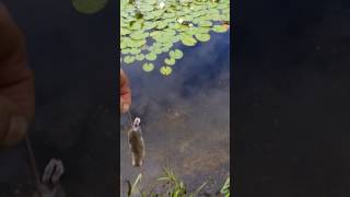 WALLER  WELS frißt Maus im Naturschwimmteich [upl. by Ogeid]