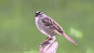 Whitecrowned Sparrow in Maine  II [upl. by Suzi]