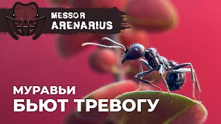 ЭТИ МУРАВЬИ ИЗДАЮТ ЗВУКИ  Giant harvester ant  Messor arenarius [upl. by Gabriello432]