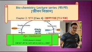 Krebs cycle ক্রেবস চক্র  TCA cycle  Citric acid cycle class 4  Respiration in bengali [upl. by Borgeson]