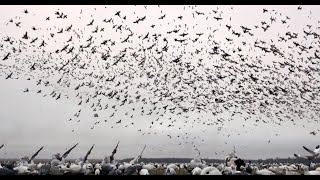 NonStop MONSTER Snow Goose Rainouts FEED THE CYCLONE [upl. by Bowra313]